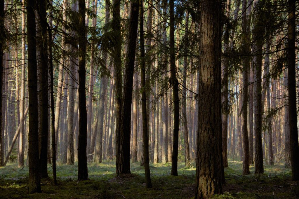Peaceful forest scenery with tall trees in Klaipėda, Lithuania, perfect for nature enthusiasts.