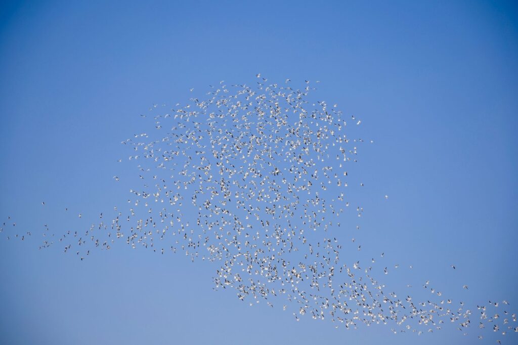 A large flock of birds flying together, showcasing avian migration against a clear sky.