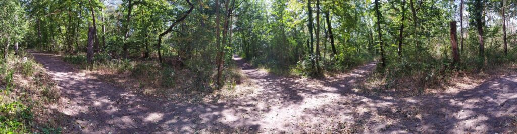 Beautiful forest pathways in Seeheim-Jugenheim, perfect for nature walks, an image for Free Will and Predestination: If God Knew Everything, Is My Choice Free