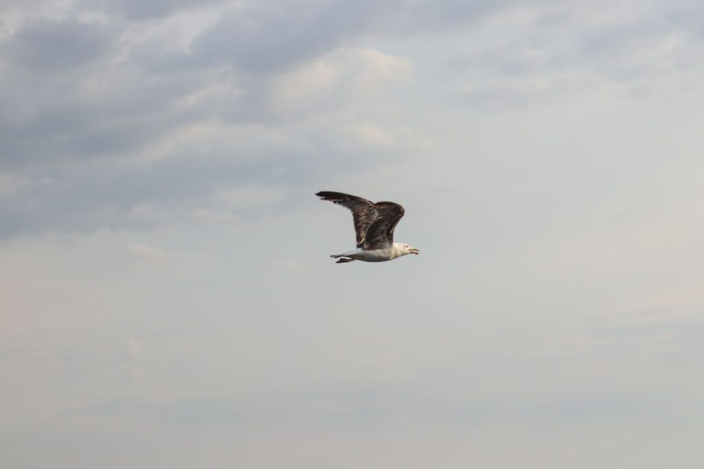 European herring gull soaring through the sky, representing freedom and flight, an image for There Is No Compulsion In Religion: Who Does It Actually Protect