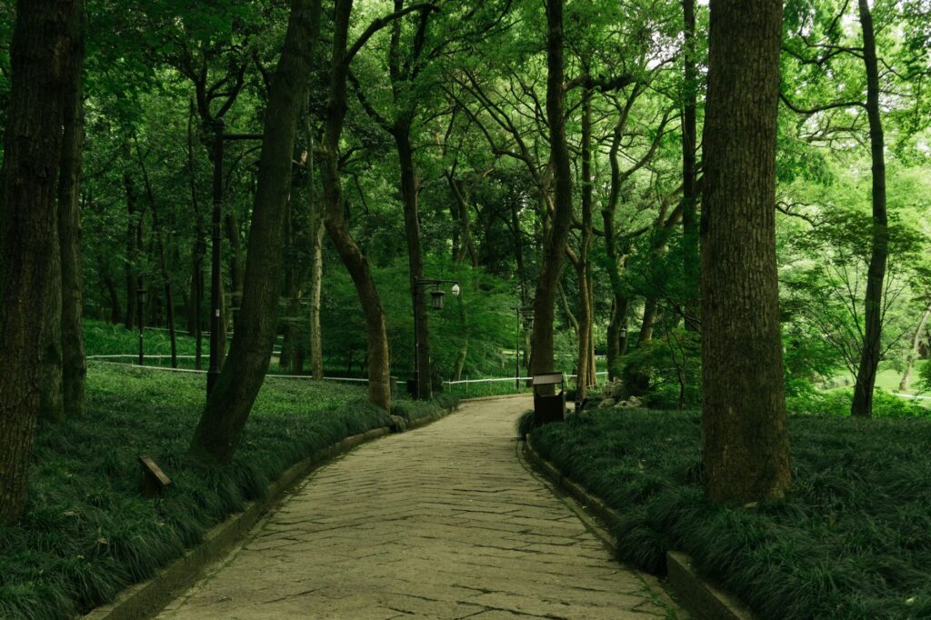 Tranquil pathway through a dense green forest, perfect for nature walking and serene escapes.