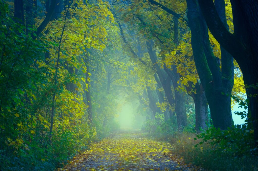 Misty forest path surrounded by vibrant autumn foliage, offering a serene and tranquil atmosphere, an image for Divine Hiddenness: If God Wants to Be Known, Why Is God Hidden