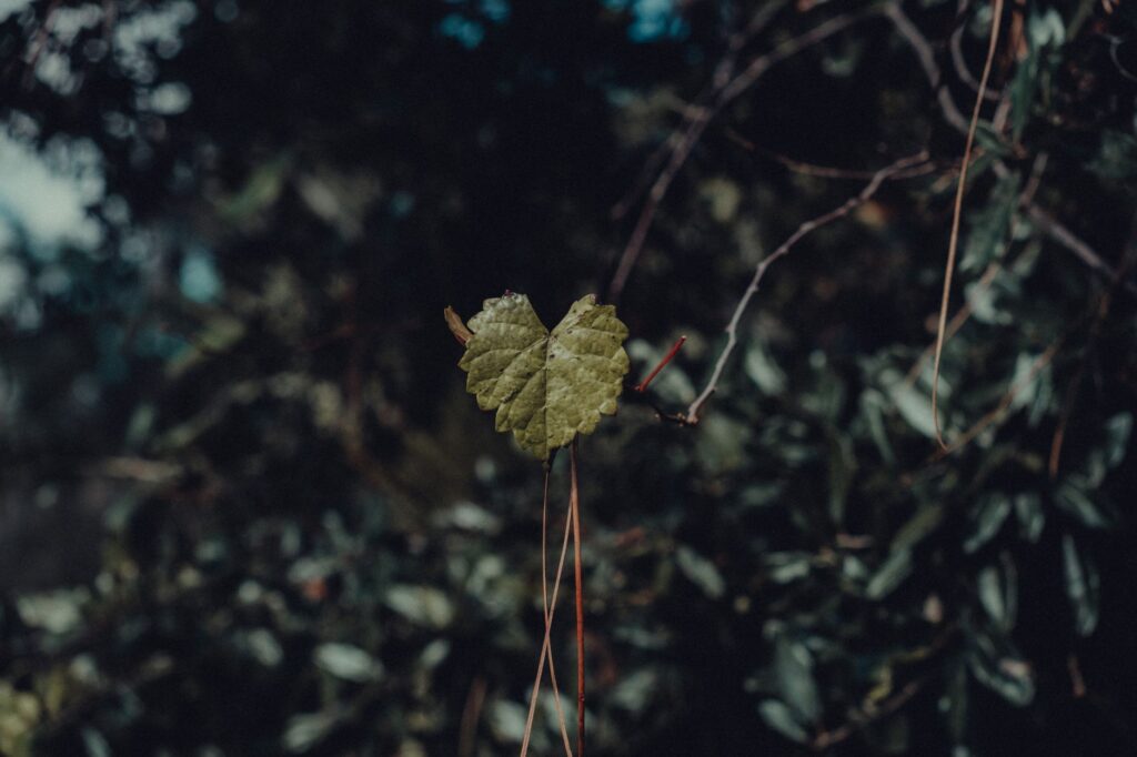 A heart-shaped leaf captured with a blurred forest background, evoking a sense of nature's beauty.