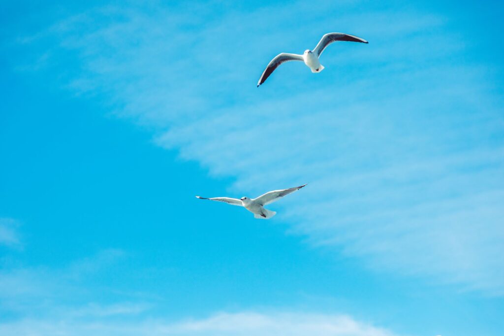 Two seagulls gracefully flying against a backdrop of a vibrant blue sky.