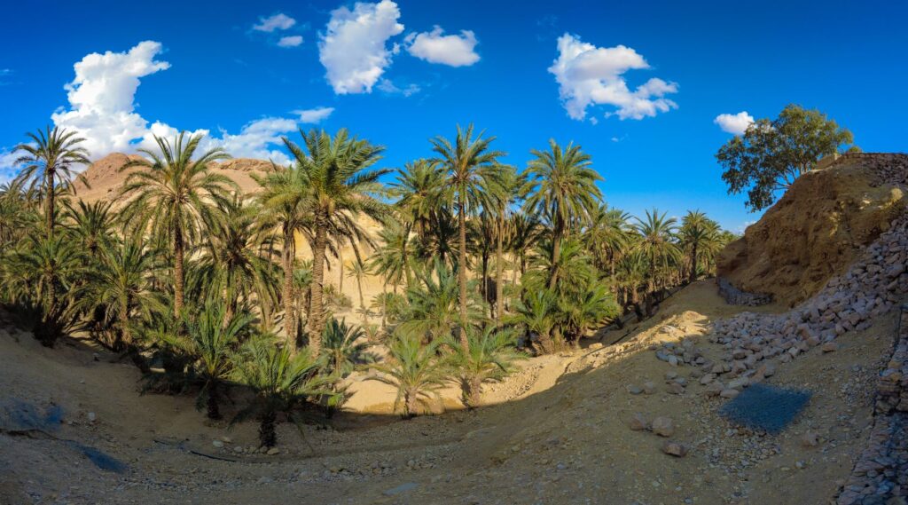 Stunning panoramic view of palm trees in an arid desert oasis under a clear blue sky.