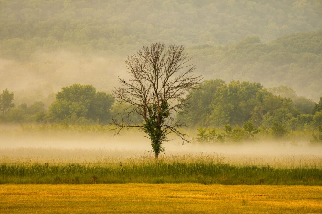 Foggy morning in Dumfries, MN featuring a solitary tree in a serene landscape.