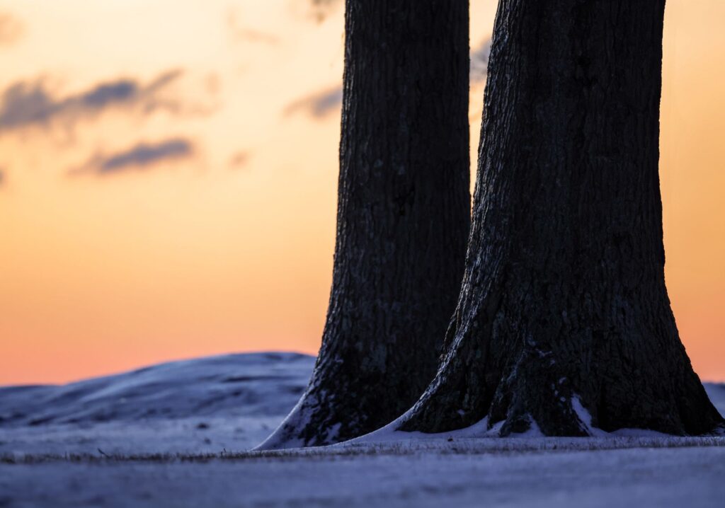 Silhouette of trees against a vibrant winter sunrise sky, an image for Why Would God Create Enemies