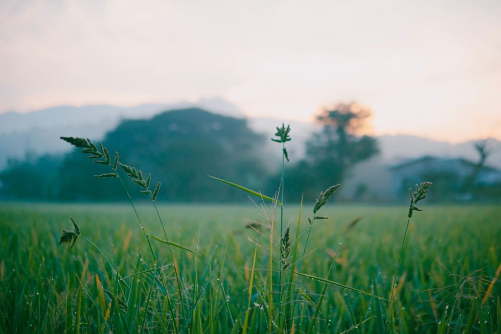 A peaceful rural landscape of lush rice fields at dawn with dewdrops glistening.