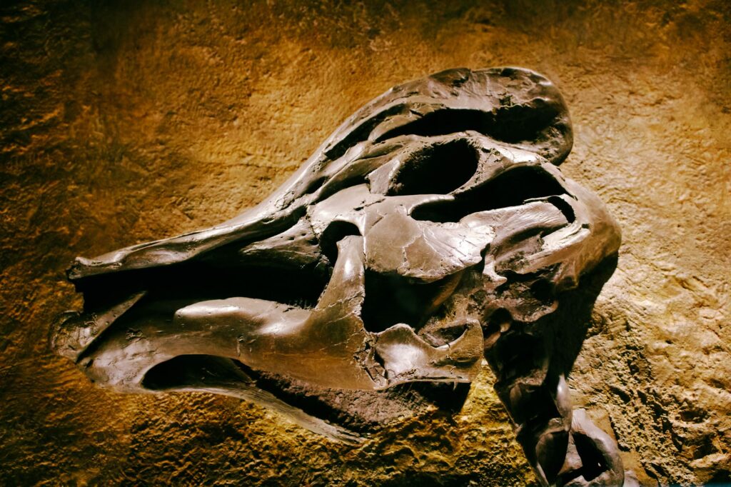 Detailed view of a prehistoric dinosaur skull fossil on a textured rock background, an image for Evolution and Islam: Does Human Evolution Contradict Islamic Theology