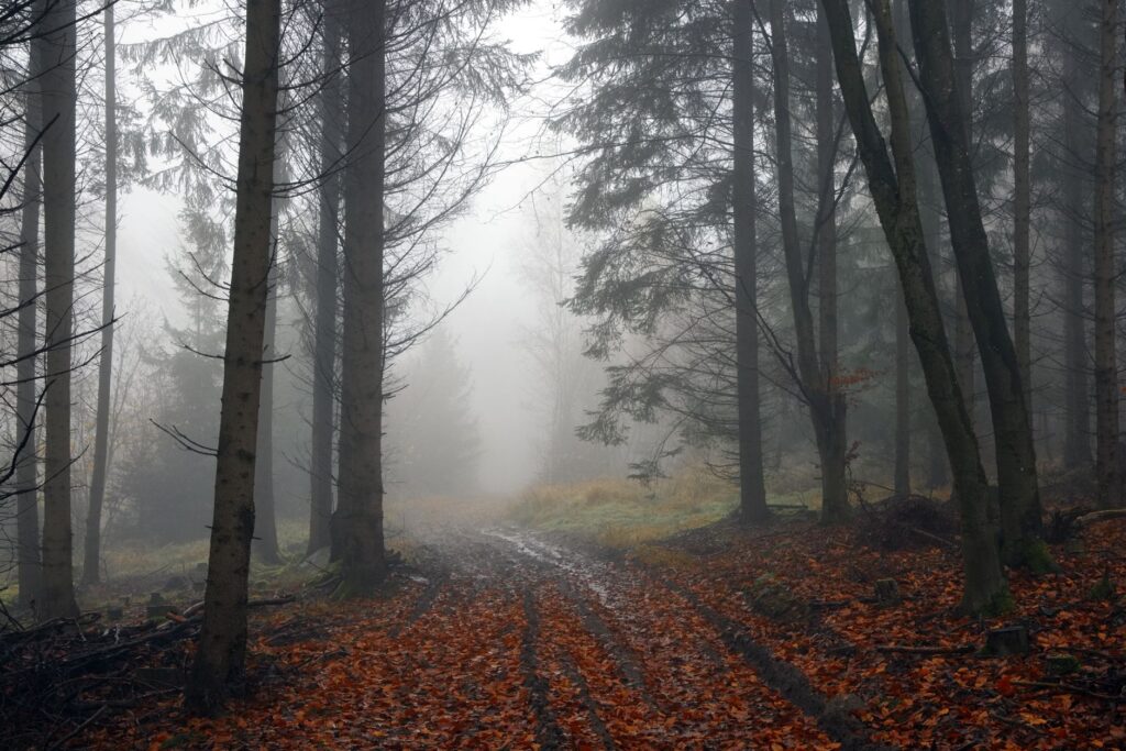 Explore a serene autumn forest blanketed in fog, creating a mysterious and tranquil atmosphere.
