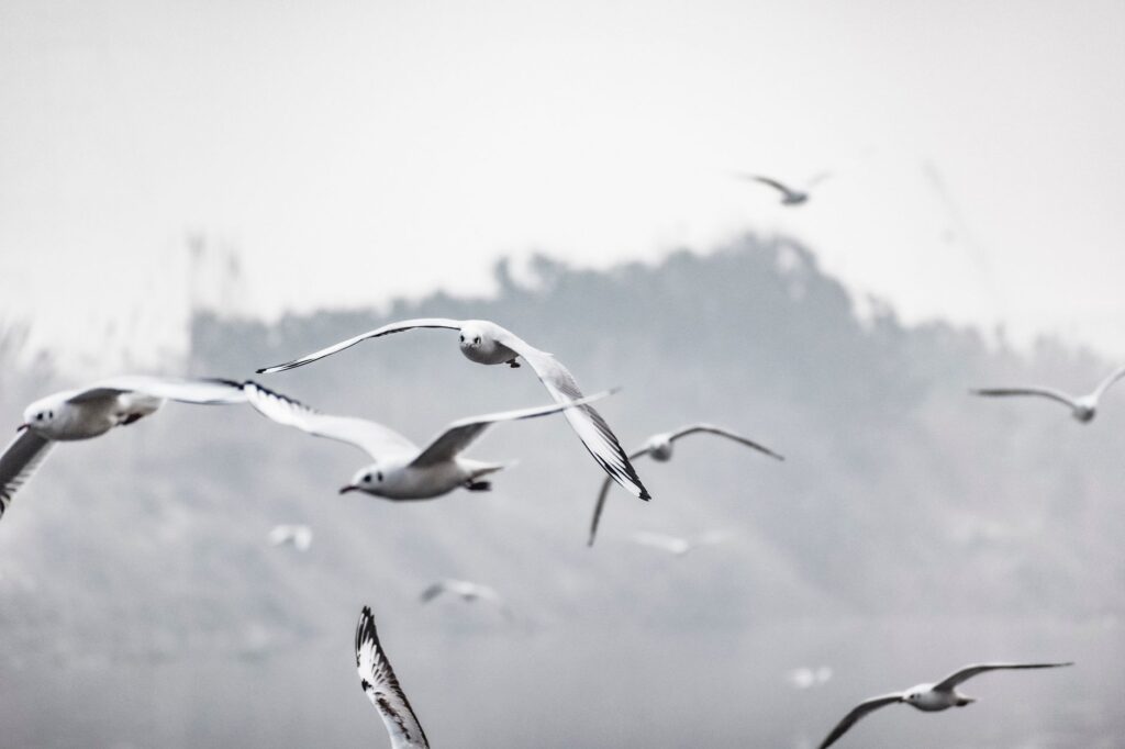 A serene image of seagulls soaring over a misty landscape in New Delhi, India.