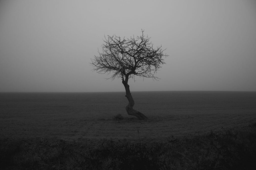A lone tree stands in a foggy field, captured in monochrome for a moody, minimalist feel, an image for Same-Sex Attraction and Islam: The Question That Cannot Be Avoided
