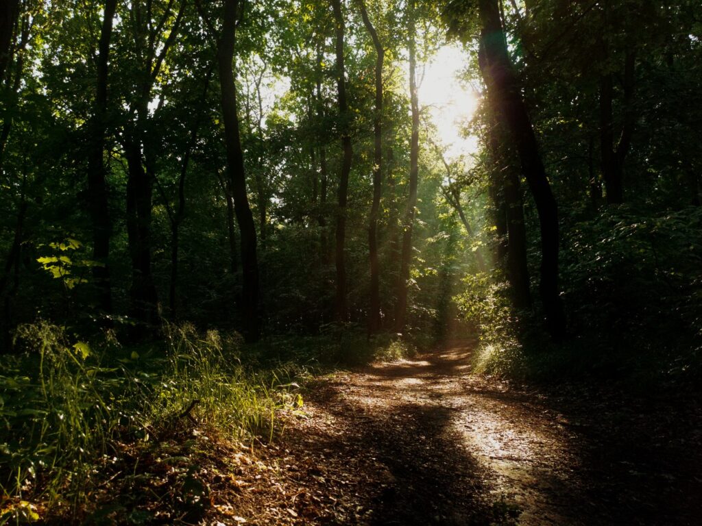 Sunlight streams through a dense forest canopy onto a tranquil pathway, evoking a sense of peace and natural beauty.