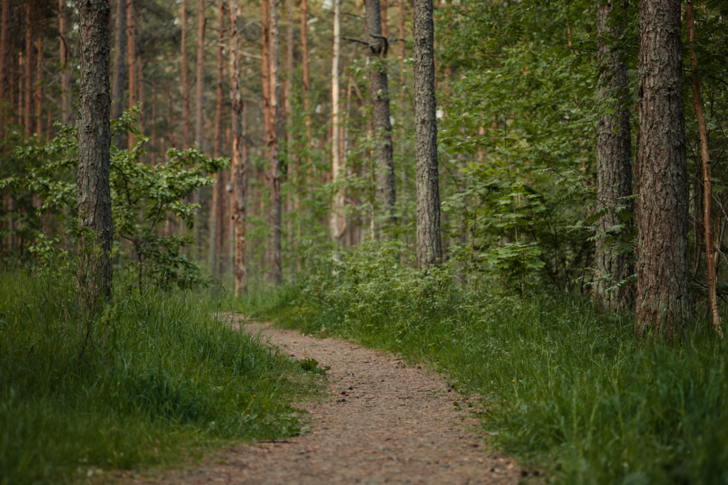 A tranquil forest trail winding through lush trees, perfect for nature walks.