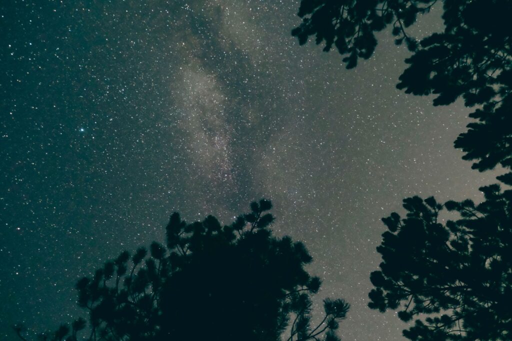 Beautiful starry night sky framed by trees, seen in Konya, Türkiye.