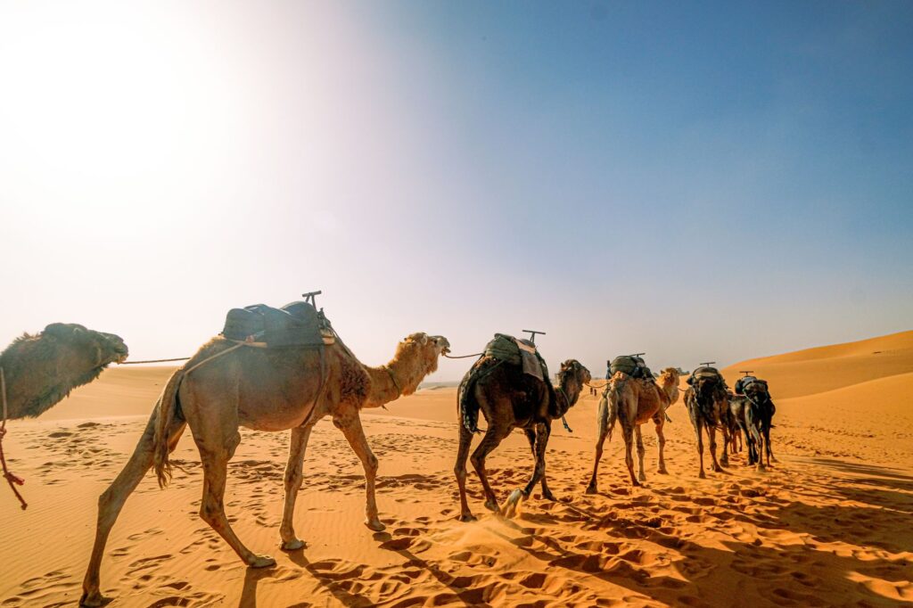 A camel caravan treks through the vast sands of the Saharan desert under a clear blue sky, an image for Did Islam Spread by the Sword