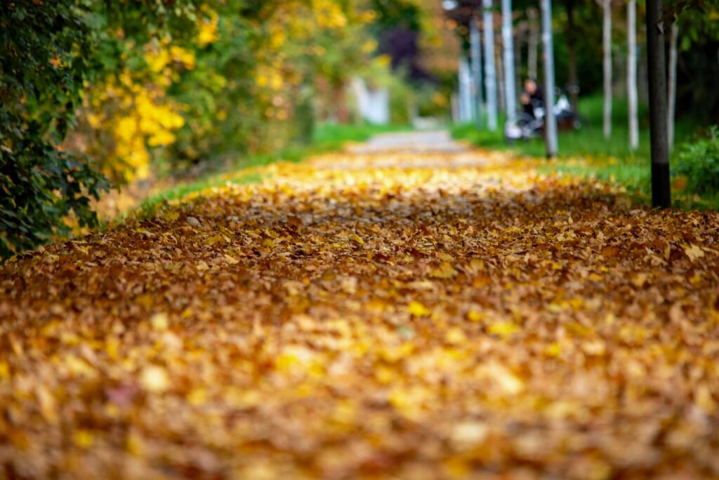Peaceful autumn scene with a pathway blanketed in vibrant leaves. Ideal fall aesthetic.