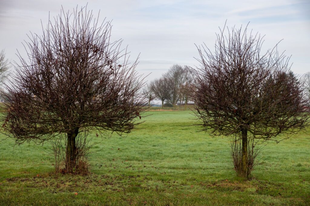 Two bare trees stand in a tranquil winter landscape, evoking a peaceful and quiet atmosphere.