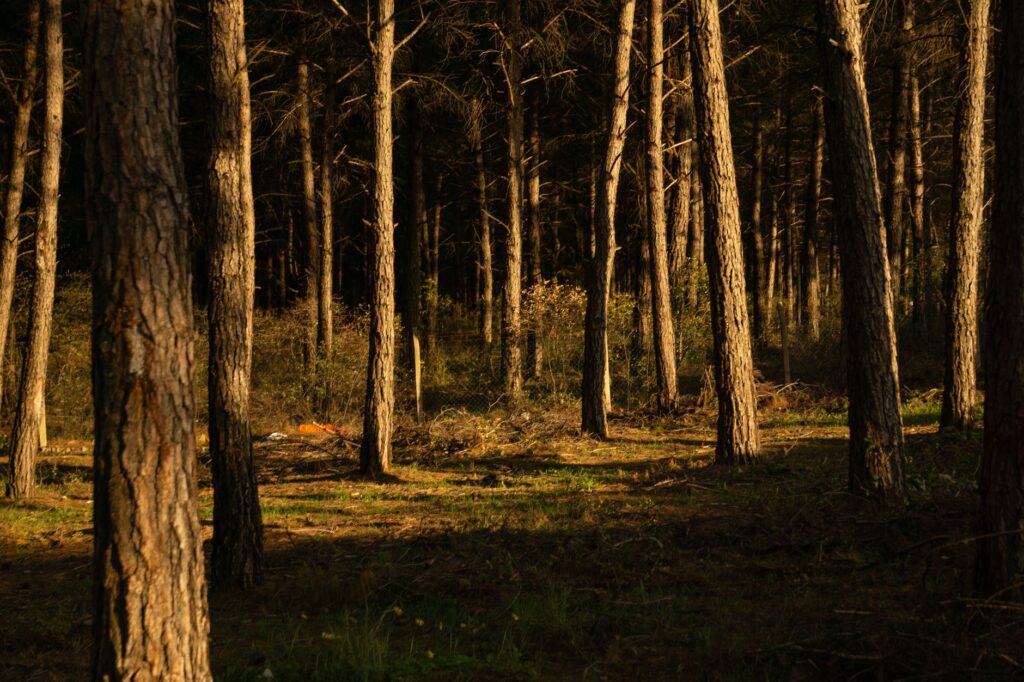 Tranquil forest view featuring sunlight filtering through tall pine trees.