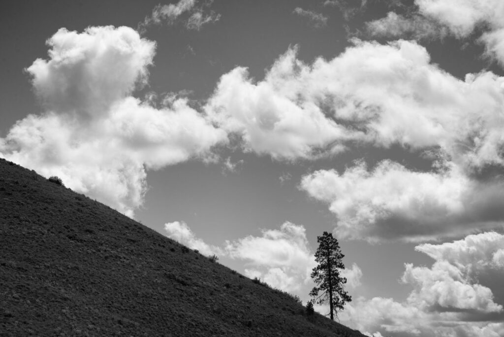 A lone tree stands on a hillside against a backdrop of fluffy clouds.