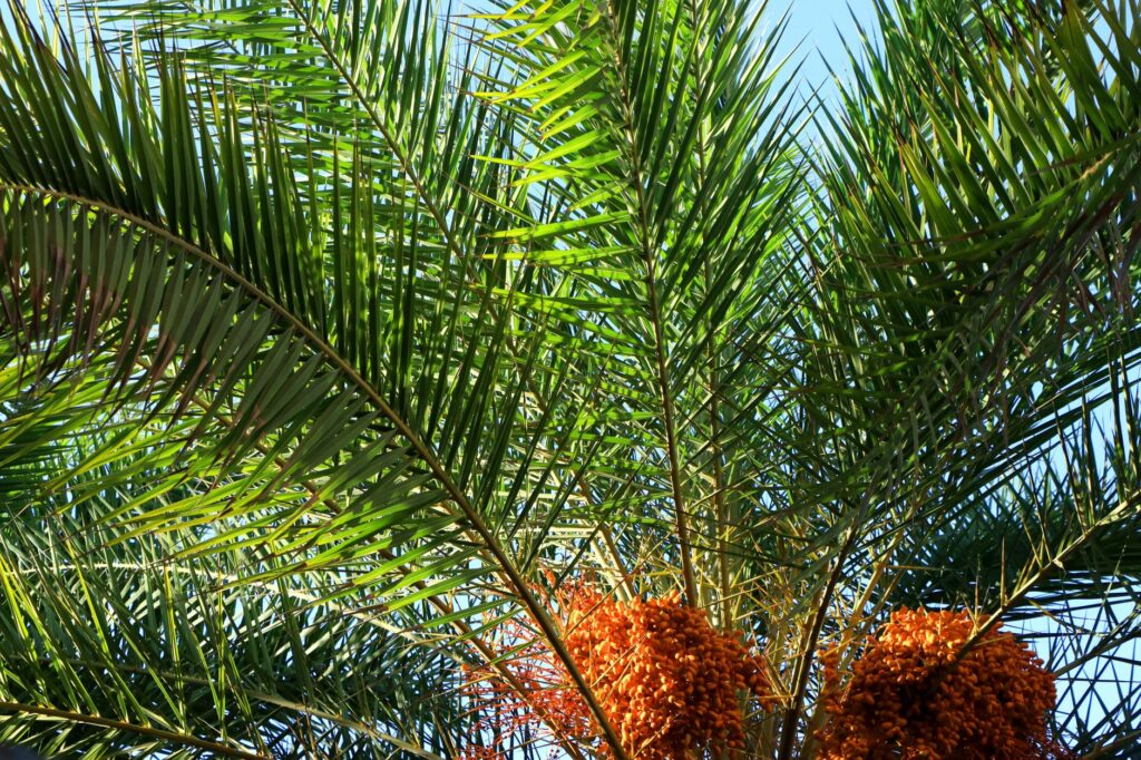 Close-up view of a vibrant palm tree with ripe dates, capturing the essence of a sunny summer day.