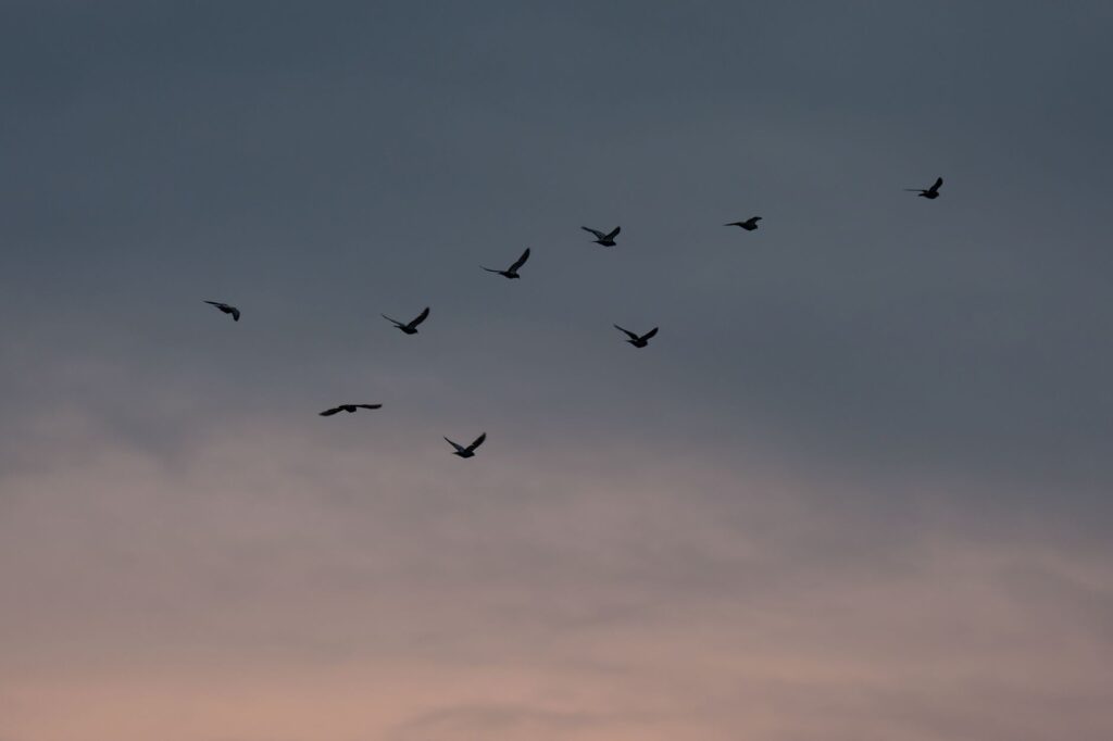 Serene image of a flock of birds soaring through the twilight sky in Stamford, Connecticut.