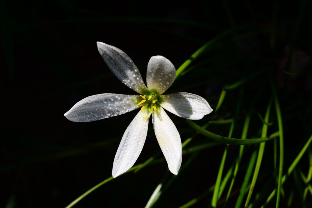 A delicate white flower with dew drops, captured in Taxila, displaying natural beauty.