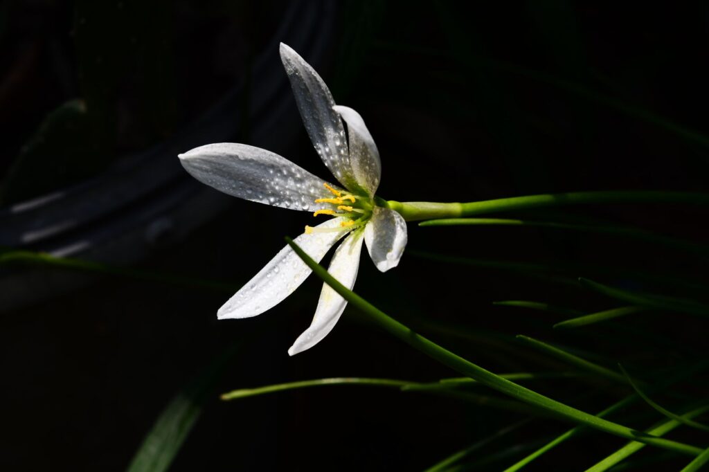 A white lily with dew drops glistens in the sunlight, showcasing its delicate petals and natural beauty.