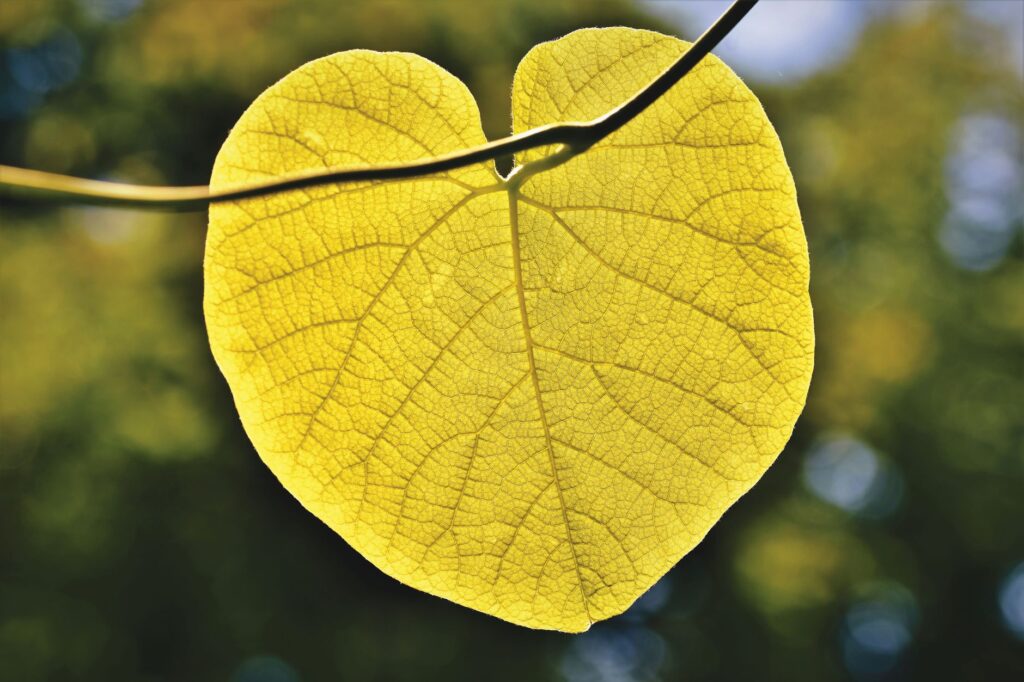 Close-up of a heart-shaped yellow leaf with visible veins against a blurred background, an image for Did Your Heart Leave Before Your Head