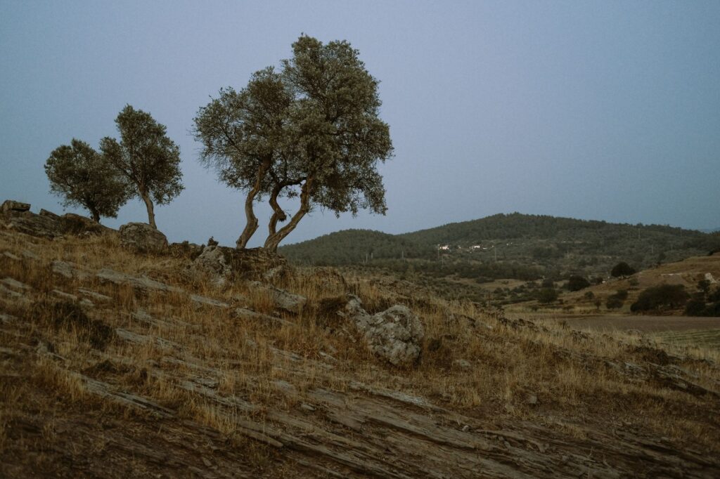 A serene hillside landscape with olive trees under a soft evening sky, capturing rural tranquility and natural beauty.
