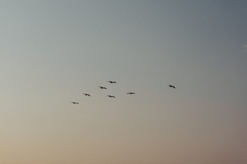 A serene scene of birds flying in the evening sky, capturing nature's tranquility.